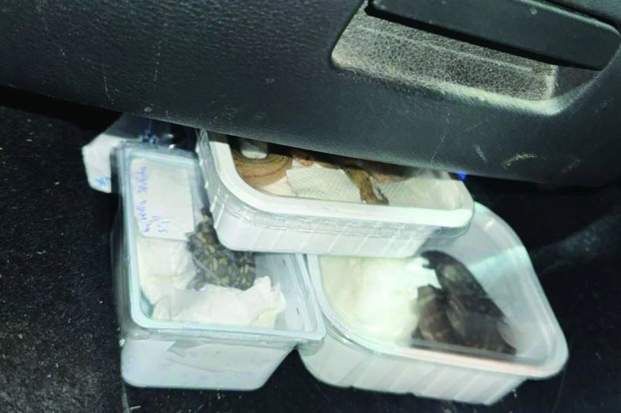 Tentoi t'i kalonte ilegalisht në Greqi, kapet kosovari që po transportonte gjarpërinj të mbrojtur