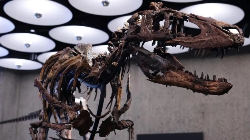 Zbulesë paleontologjike: Skeleti i rrallë i Nanotiranit del në shitje për një shifër marramendëse