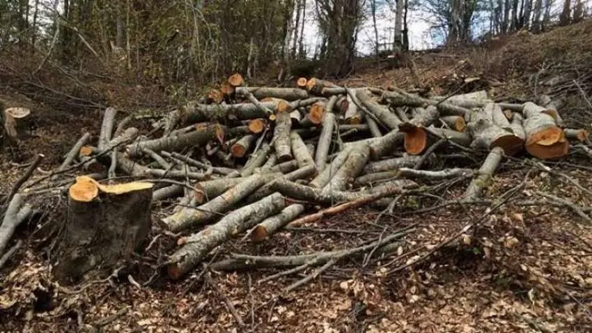 Prerje ilegale e drurëve në Parkun Nacional: Kapet i dyshuari që tentoi të mitë zyrtarin me 40 euro