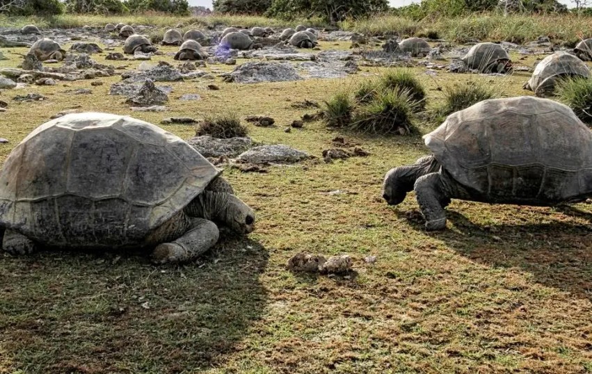 Lajm i shkëlqyer për natyrën: Popullsia e breshkave gjigante në Seychelles arrin shifra rekord