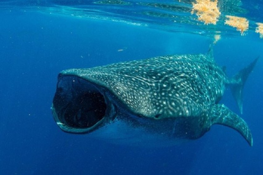 Fenomeni El Nino sjell specie të rralla detare dhe pamje përrallore në brigjet e Kalifornisë