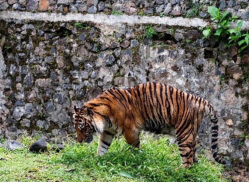 Incident i rëndë në Angli: Tigri sulmon një person në kopshtin zoologjik, evakuohet parku