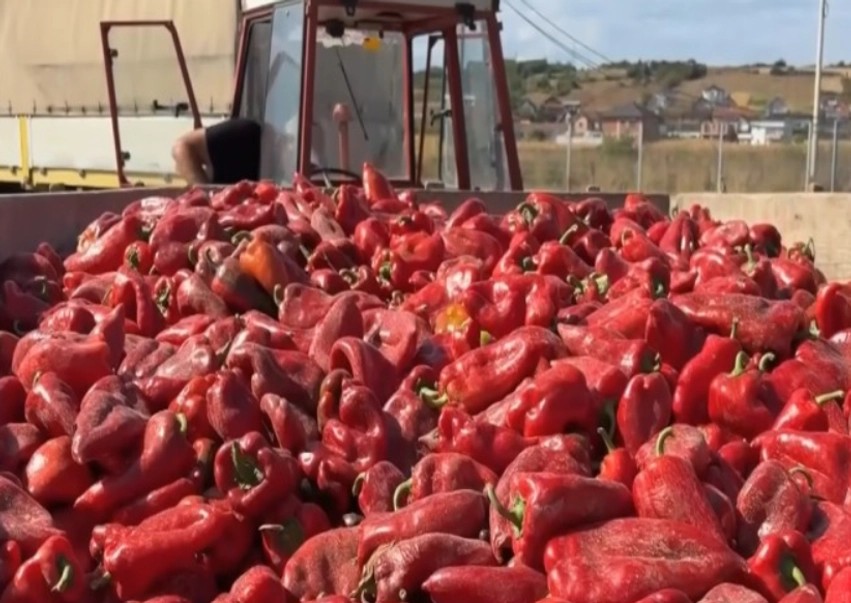 Bujqit e Anadrinisë festojnë rendimentet e larta, por shqetësohen nga faturat e kripura të prodhimit
