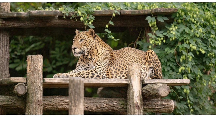 Tragjedi në Holandë: Ndërron jetë punonjësja e parkut zoologjik pas sulmit të panterës
