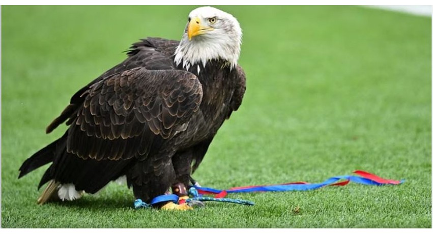 Kërkesë urgjente në Premier League: Ndaloni fluturimin e shqiponjës në stadiumin e Crystal Palace