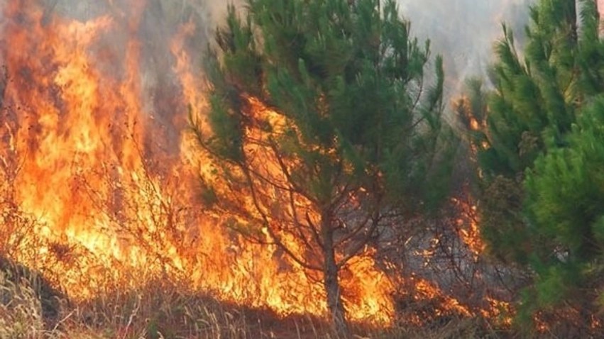 Bilanci tragjik i zjarreve në Maqedoni: Dhjetëra mijëra hektarë të shkrumbuar dhe dhjetëra të arrestuar për zjarrvënie