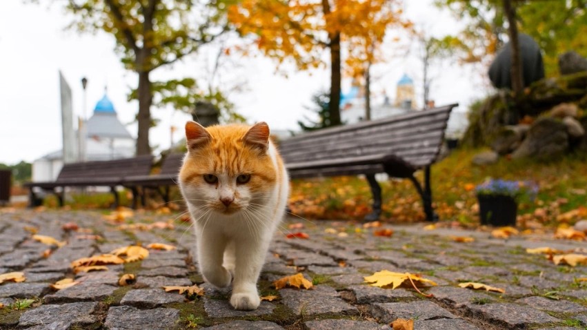Misteri i “GPS-it” felines: Si arrijnë macet të orientohen nga dhjetëra kilometra larg për t'u kthyer në vatrën e tyre