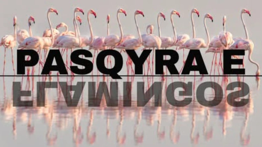 Interes masiv për “Flamingo Mirror”, Rama: Platforma përballoi suksesshëm dhjetëra sulme kibernetike